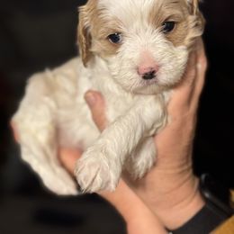 Cavalier King Charles Spaniel, Cavapoo, Maltipoo, and Poodle Puppies from Lainy's Puppies