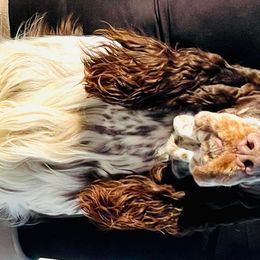 Tundra - English Springer Spaniel