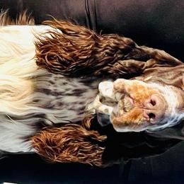 Tundra - English Springer Spaniel