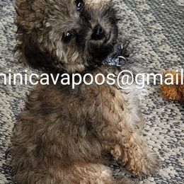 Cavapoos, Maltipoos, and Poodles from Gemini's Cavapoos