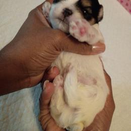 Boy2 - Black and white male Mal-Shi puppy in Boca Raton, Florida from Tina-Marie's Pups
