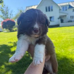 Ember - White and red male Border Collie puppy in Barnstead, New Hampshire from ☘️ Clover Leaf’s Border Collies