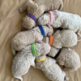 Poodle puppies from Luxe N Libby