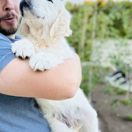 Golden Retriever Puppies from Sanctuary Ranch Goldens