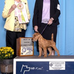 American Staffordshire Terrier and Lakeland Terrier Puppies from Goldmere Kennel