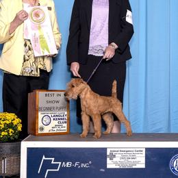 American Staffordshire Terrier and Lakeland Terrier Puppies from Goldmere Kennel
