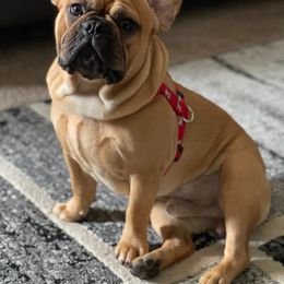 French Bulldogs from Harlow Frenchies