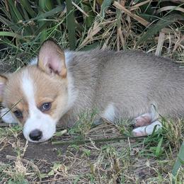 Pumpkin - Sable female Pembroke Welsh Corgi puppy in Garden Grove, California from Corgi Noodles Garden