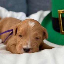 Mr Purple - Red male Bernedoodle puppy in Toledo, Ohio from Avery Doodle Day LLC