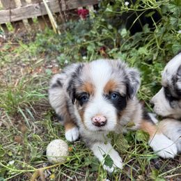 Snow - Blue merle female Australian Shepherd puppy in Yelm, Washington from Country Rose Australian Shepherds
