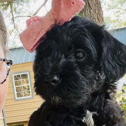 Girl 3 Java - Black Goldendoodle puppy in Hattiesburg, Mississippi from Thompson Creek Doodles