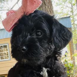 Girl 3 Java - Black Goldendoodle puppy in Hattiesburg, Mississippi from Thompson Creek Doodles