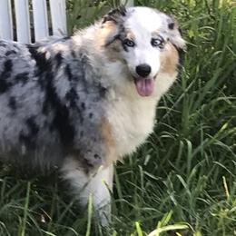 Australian Shepherd Puppies from Soggy Bottom Farms