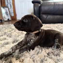 June - Liver roan female German Shorthaired Pointer puppy in Georgia from CMC Farms