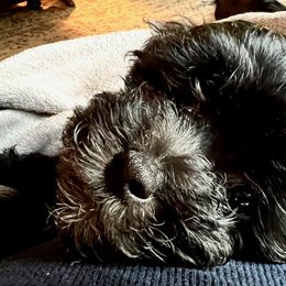 Yorkipoo Puppies from Christina’s Puppy Utopia