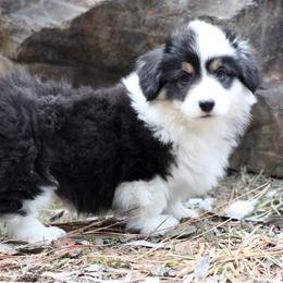 American Corgi, Cardigan Welsh Corgi, and Pembroke Welsh Corgi Puppies from Diamond Corgis