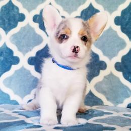 American Corgi and Pembroke Welsh Corgi Puppies from Whimsical Treasure Corgis