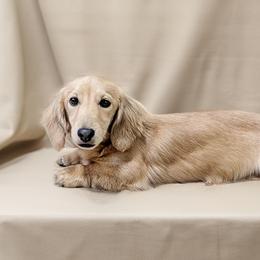 Harlow - Dachshund