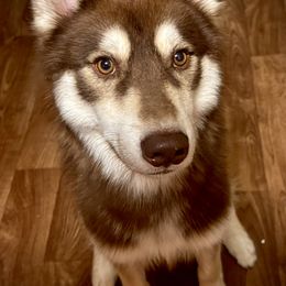 Siberian Husky Puppies from Windy mountains ranch Siberian huskies