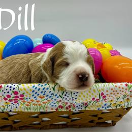 Dill - Apricot male Goldendoodle puppy in Travelers Rest, South Carolina from Bailey Mountain Doodles