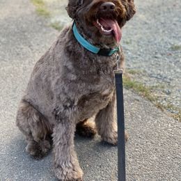 Rio - Brown male Portuguese Water Dog puppy in Grants Pass, Oregon from Rogue River Portuguese Water Dogs