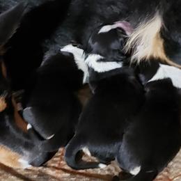 Pembroke Welsh Corgi Puppies from The Clever Corgi