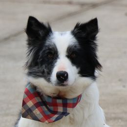 Jo-Jo - Border Collie