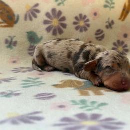Girl 3 - Dapple female Dachshund puppy in Stilwell, Oklahoma from Orchard Dachshunds