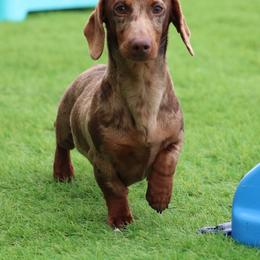 Charlie - Dachshund