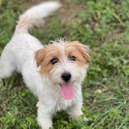 Shotzee - Russell Terrier