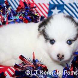 Alisson - Black and white female Pomsky puppy in Centerville, Iowa from LJ Kennels Pomskies, LLC