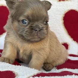 Jake - Fawn male French Bulldog puppy in Hemet, California from Bowman Pups