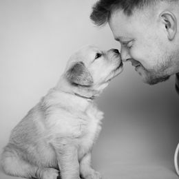 Golden Retriever Puppies from SmallTown Golden Retrievers