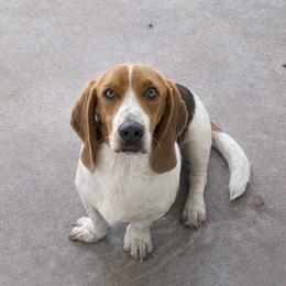 Sambo - Basset Hound