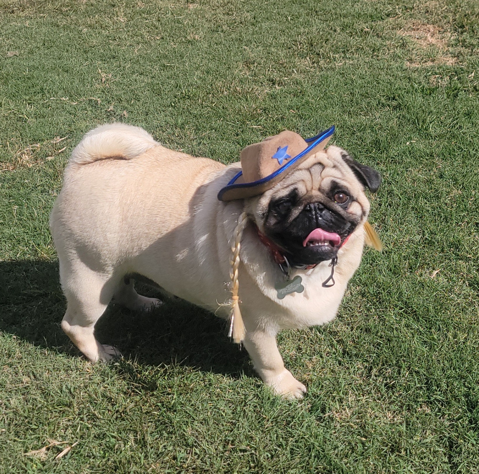 Circe - Pug