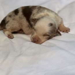 Red Merle boy - Red merle male Miniature Australian Shepherd puppy in Muscadine, Alabama from B&M Miniature Australian Shepherds