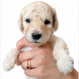 Mercury - White female Poodle puppy in Greenwich, New York from MizzElle’s Standard Poodles