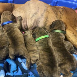 Boxer Puppies from Kruse Boxers