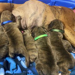 Boxer Puppies from Kruse Boxers