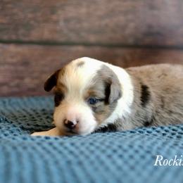 Bmf 2 - Blue merle female Toy Australian Shepherd puppy in Russellville, Arkansas from Rockin H Aussies