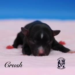 Crush - Black tri female Miniature Australian Shepherd puppy in Weeki Wachee, Florida from Arlington's Mini Aussies