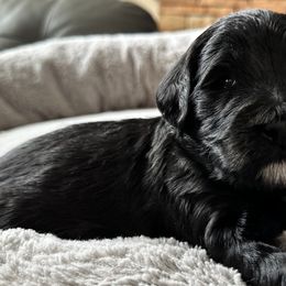 Nick - Black Goldendoodle puppy in Monroe, North Carolina from Dreamland Aussies & Poodles
