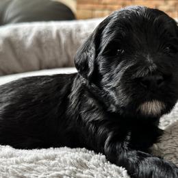 Nick - Black Goldendoodle puppy in Monroe, North Carolina from Dreamland Aussies & Poodles