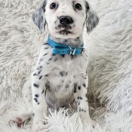 Aphrodite- long coat - White and black female Dalmatian puppy in Gray, Georgia from Fuller Spots