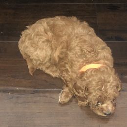 Cavapoo Puppies from Cuddly Cavapoos Texas