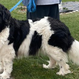Newfoundlands from Over the Moon Newfoundlands