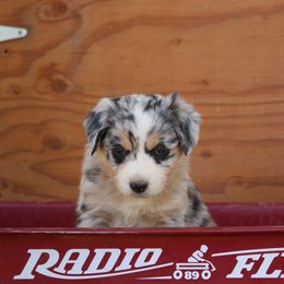 Australian Shepherd and Miniature Australian Shepherd Puppies from Country River Aussies
