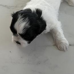 Shichon Puppies from Harrison Farm Teddy Bears