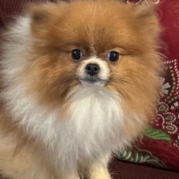 Seidy - Pomeranian