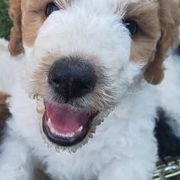 Goldendoodles from Grace Haven Farm